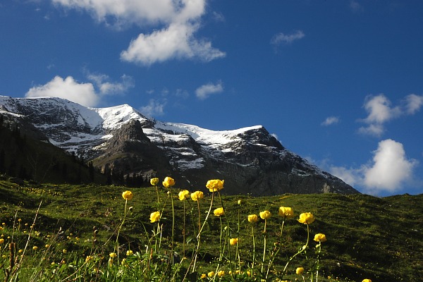 Frühling am Alpenrand